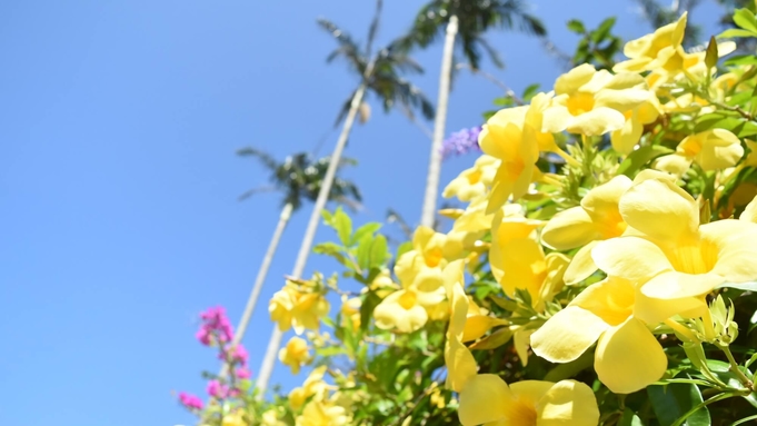 【東南植物楽園入園チケット付プラン】亜熱帯の植物が生い茂る日本最大級の屋外植物園を満喫！（素泊り）